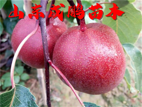 奧紅一號(hào)